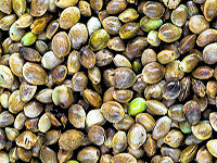 hemp seeds
